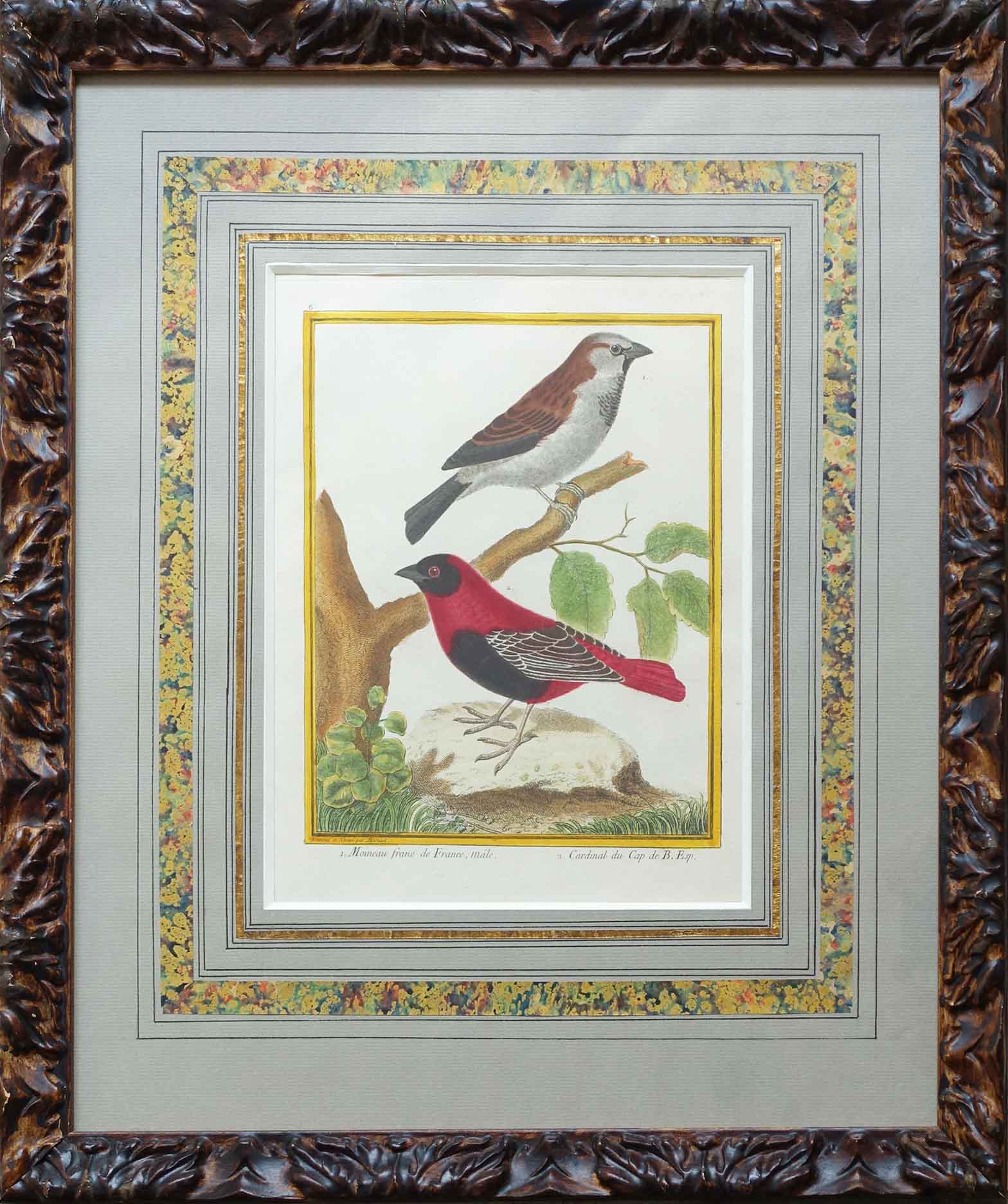 Moineau franc de France, mâle; cardinal du Cap de Bonne Espérance. Buffon XVIIIeme Achat art décoration