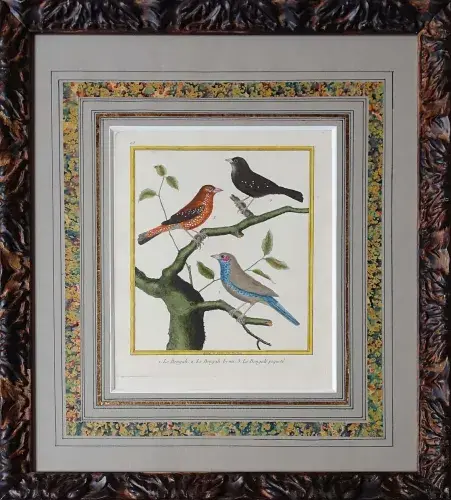 Les bengalis. Gravure XVIII eme par Martinet, gouaché et aquarellé d'époque, achat, art décoration