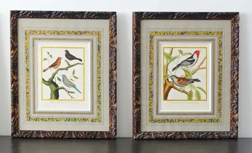 Les bengalis, le moineau et le cardinal. Gravure de Martinet XVIIIème. Achat décoration, achat art